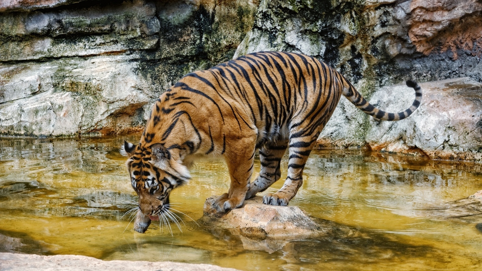 Tiger drinking water wallpaper   Animal wallpapers   43016