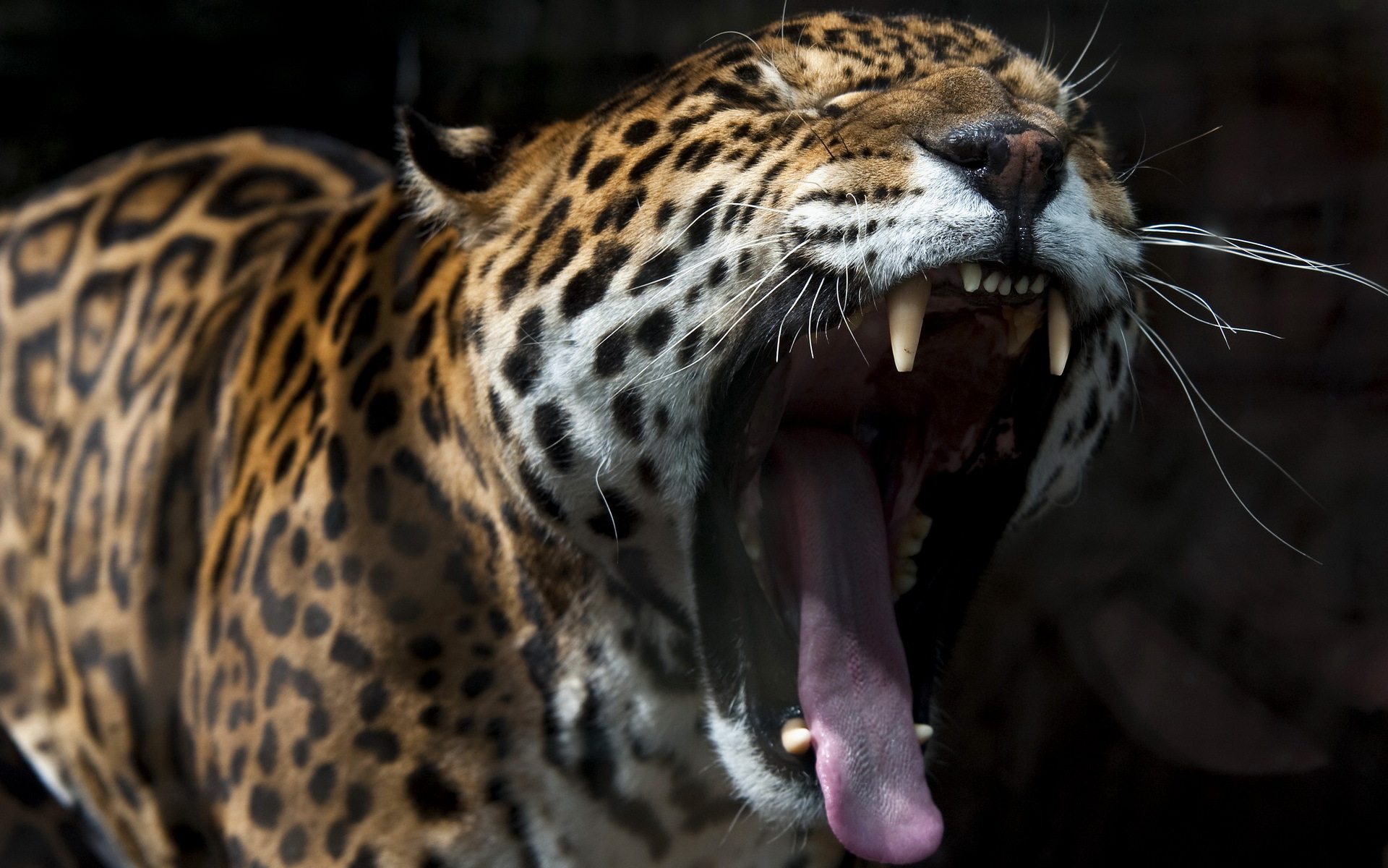 Jaguar Animal Roar Wallpaper