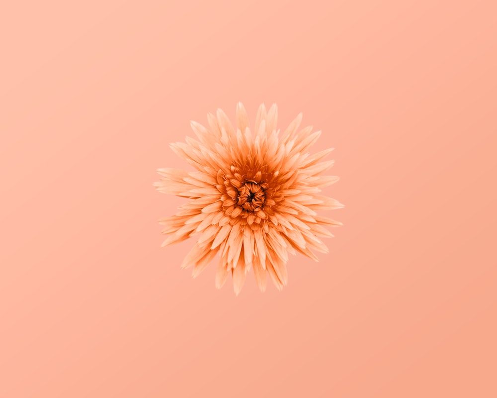 Peach Aesthetic Picture Wallpaper