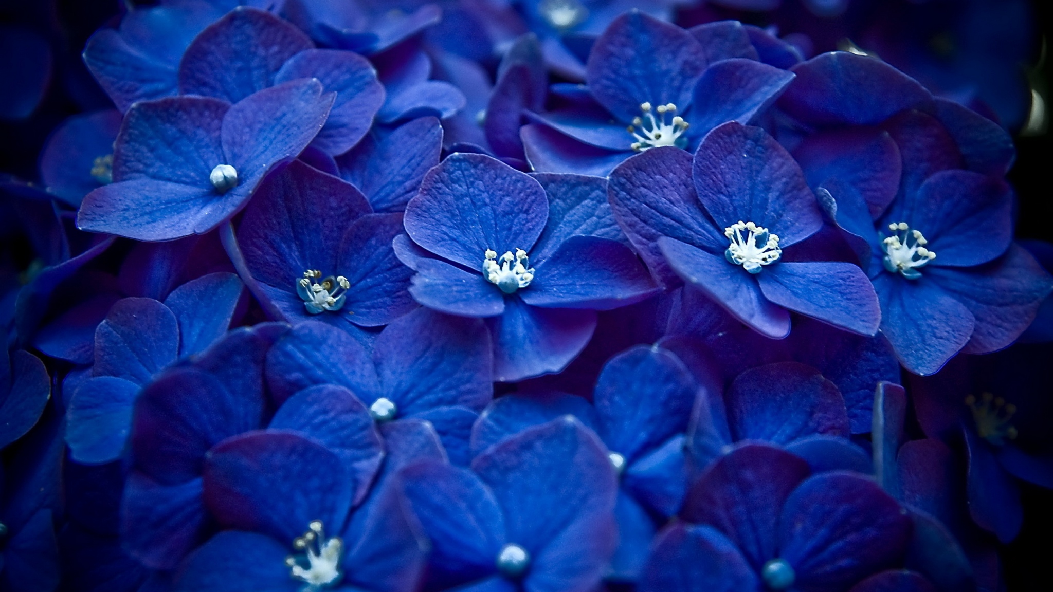 Bright Blue Flowers Wallpaper Gallery Pc