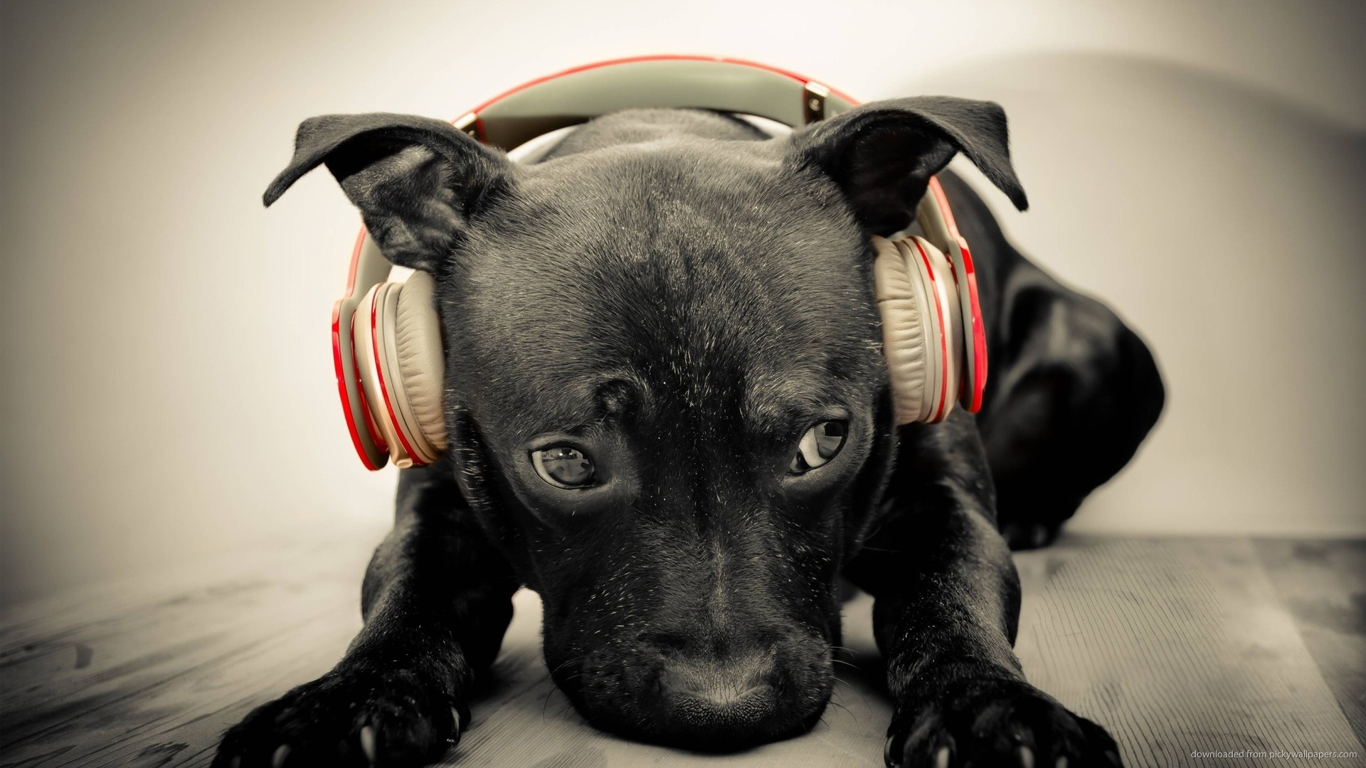 Dog Listening To Red Beats By Dre Solo HD Wallpaper