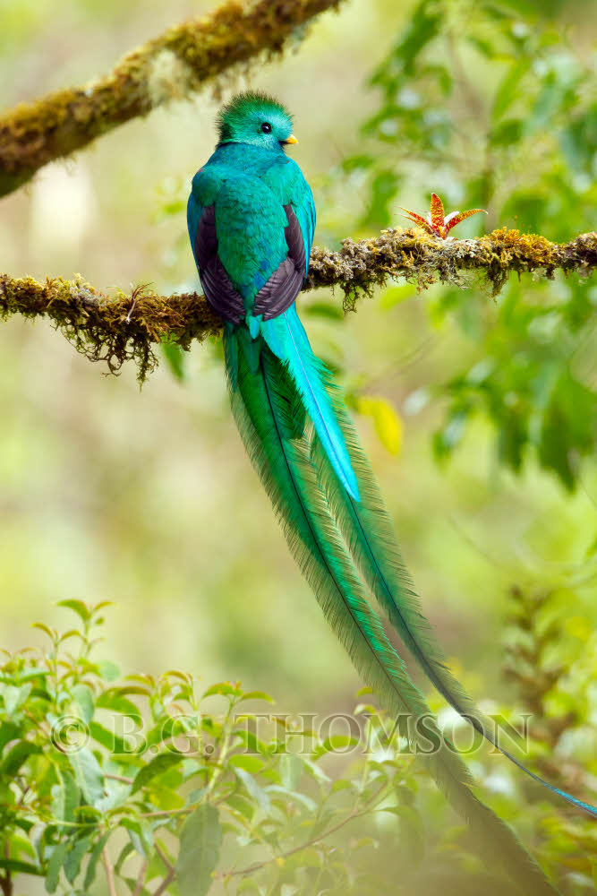 Related Wallpaper Resplendent Quetzal Pharomachrus Mocinno Birdlife