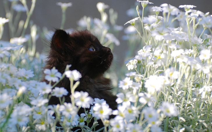 Black Flowers Cats Blue Eyes Kittens Wallpaper Nature Flower