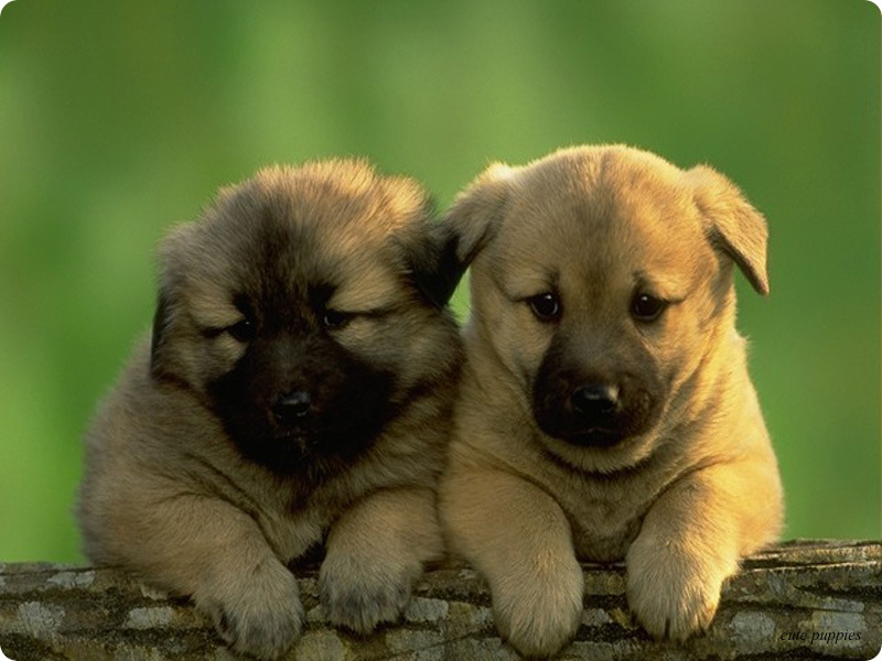 Cute Puppy Dogs Puppies Pictures Jpg