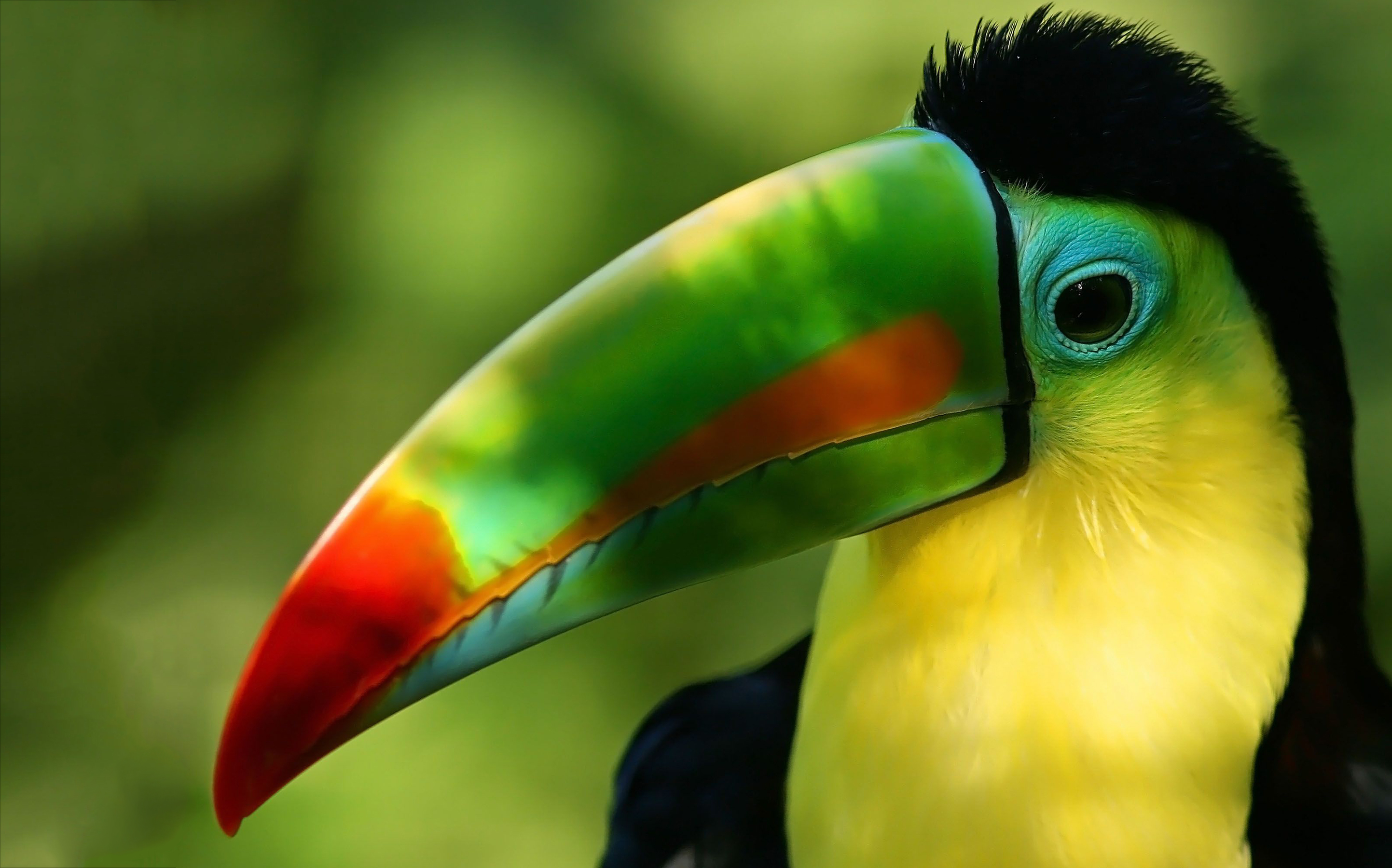 Wallpapers Collection Toucan Wallpapers 2885x1800