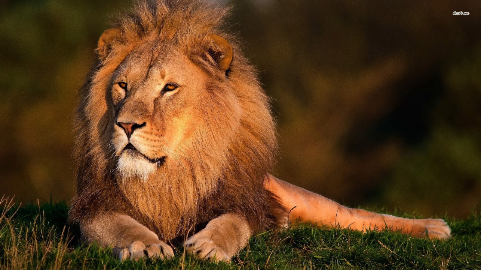 Lion Pictures HD Wallpaper Animal