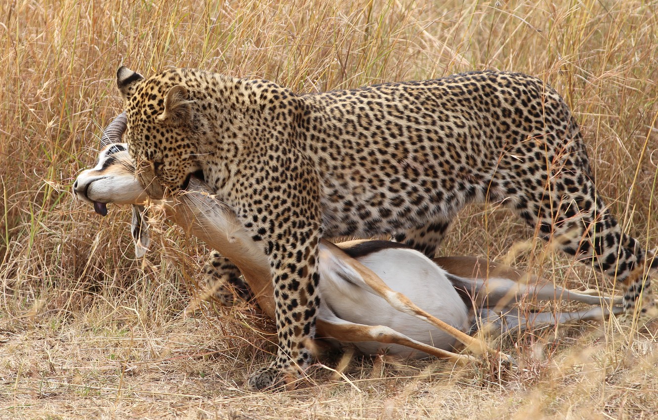 Wallpaper Cat Grass Leopard Hunting Carcass Image For Desktop