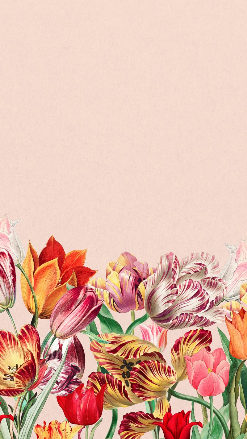 Tulips iPhone Wallpaper Image