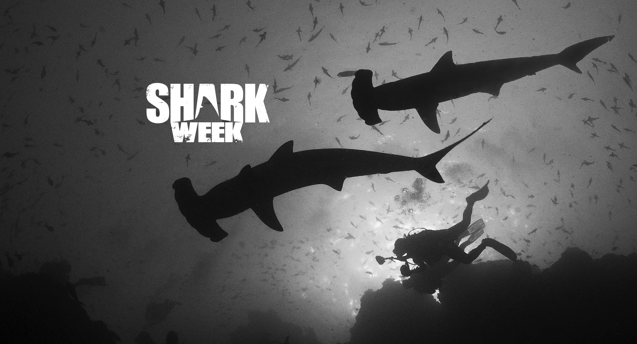 Shark Week HD Desktop Wallpaper