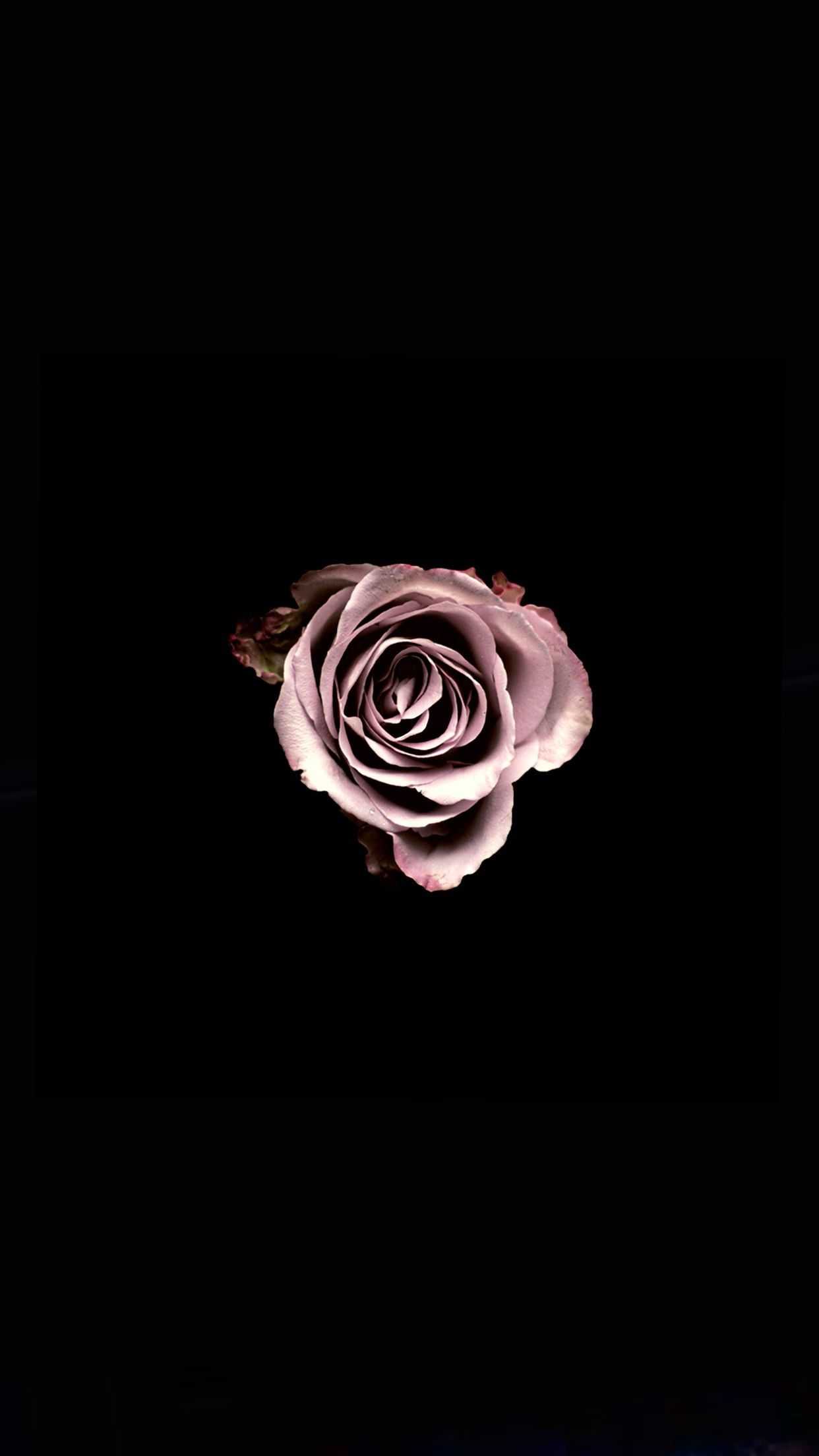 Free download Black Rose Wallpaper [1242x2208] for your Desktop, Mobile ...