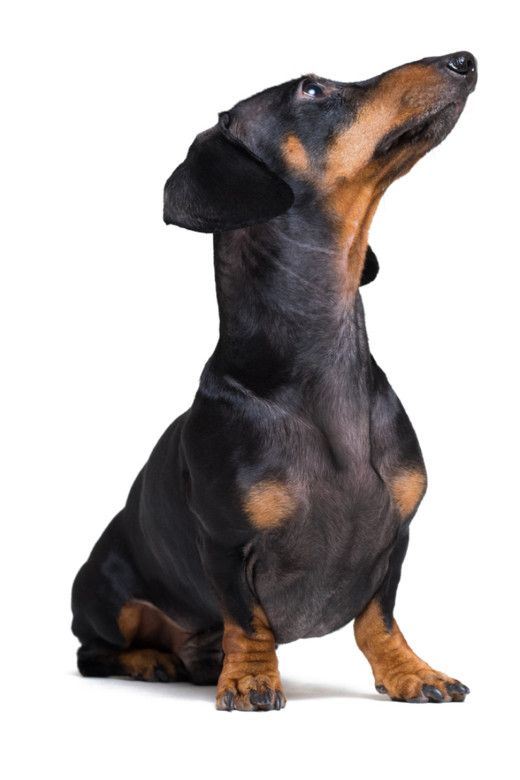 Dog Puppy Dachshund Black And Tan Looking Up Isolated On White