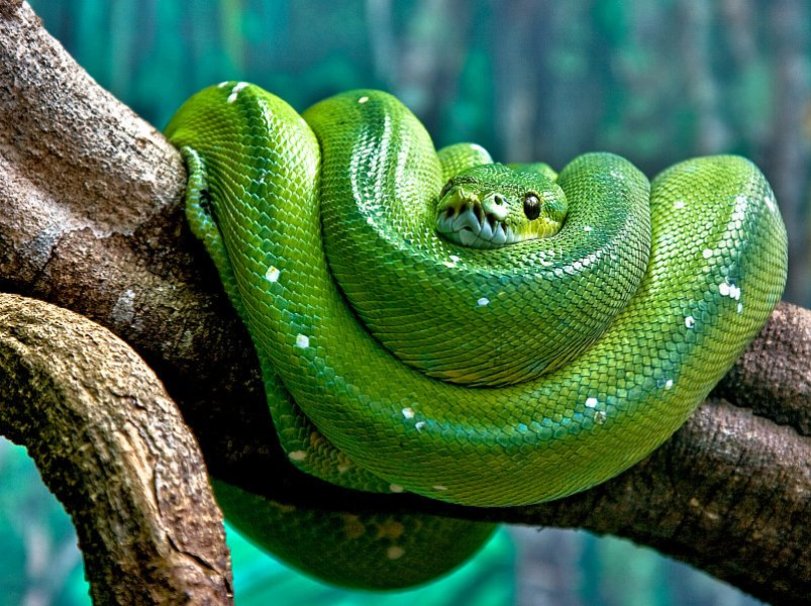 Green Tree Python Wallpaper