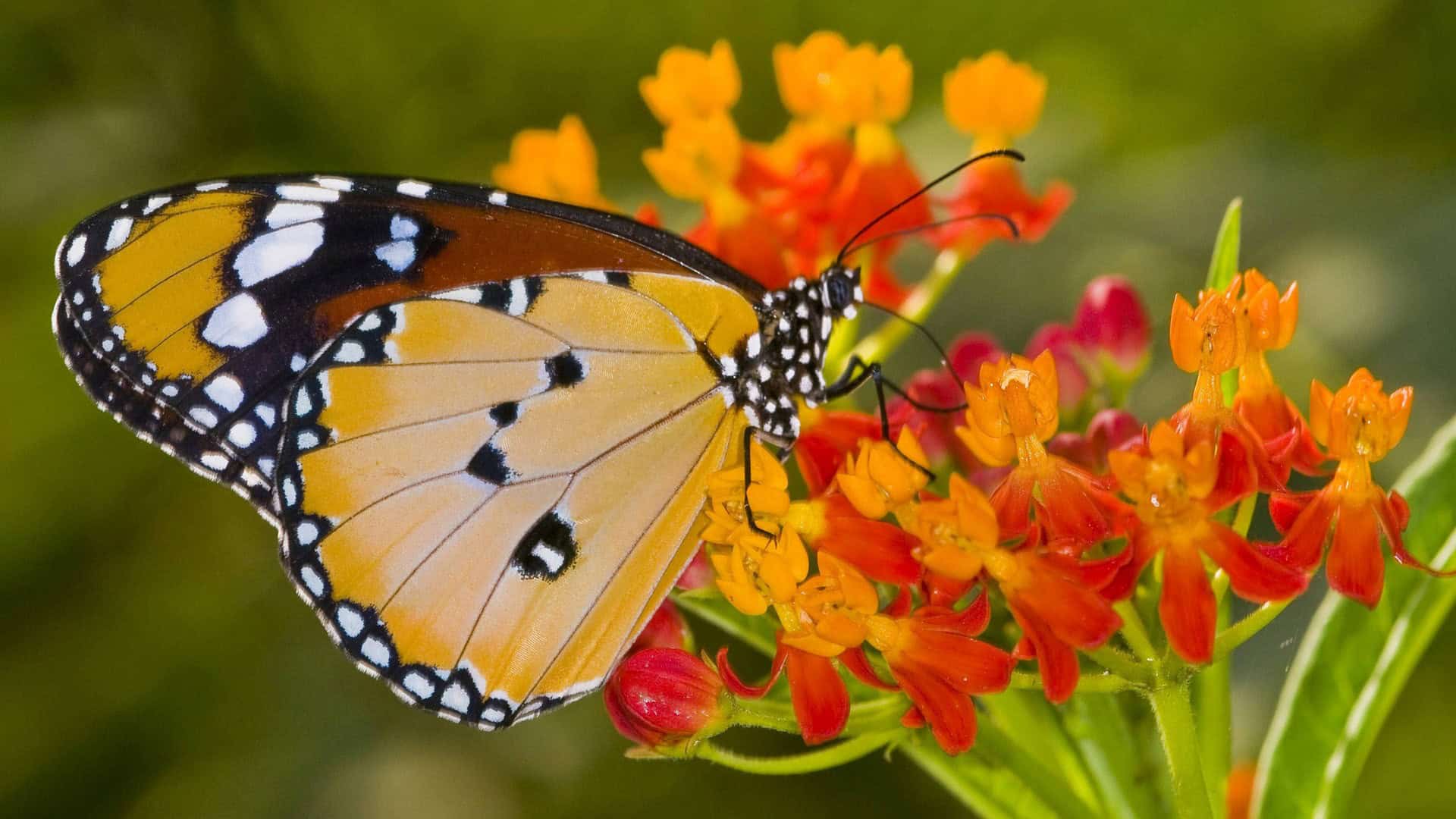 Flower Butterfly Wallpaper