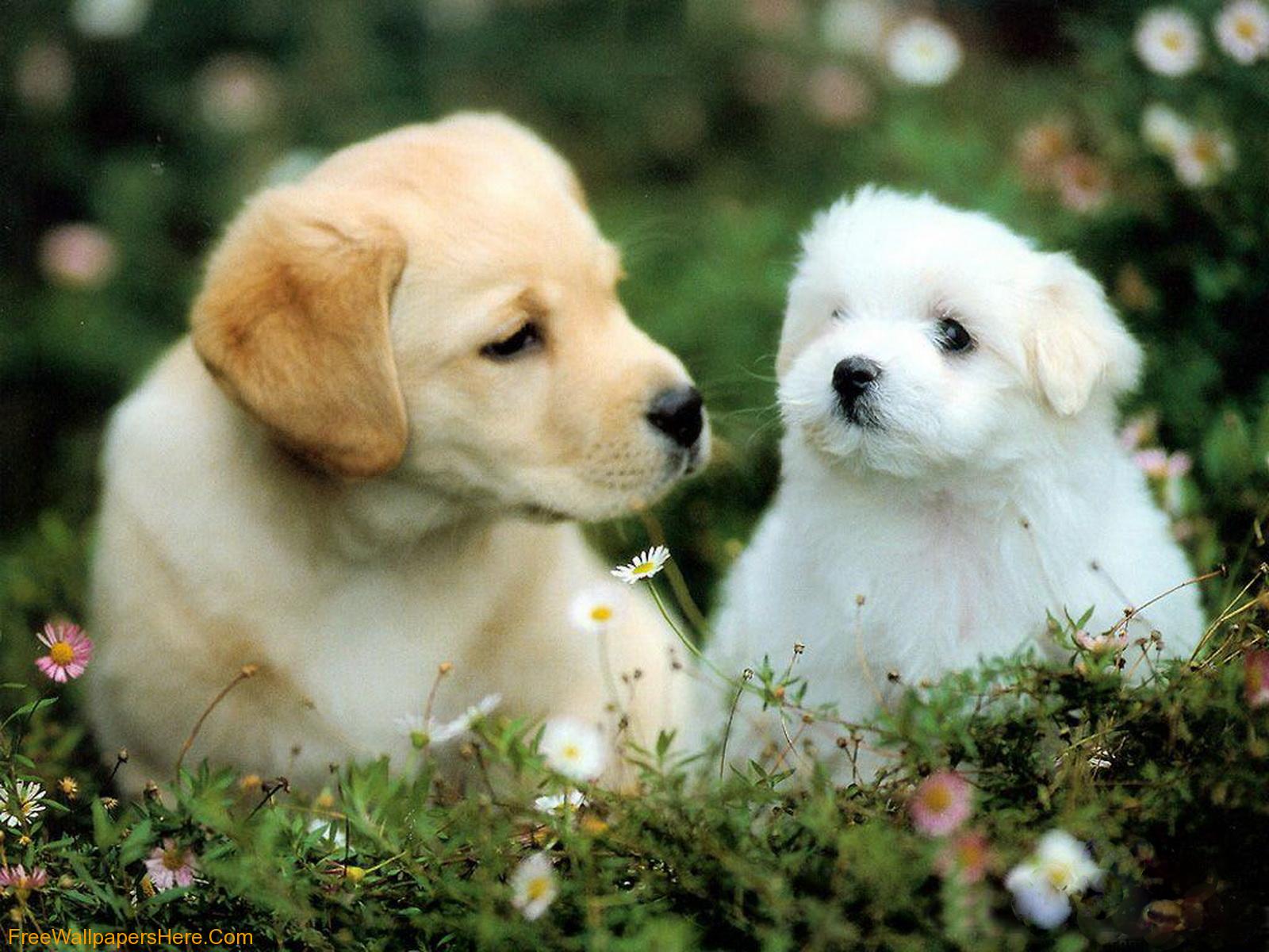 Puppies Wallpaper Cute