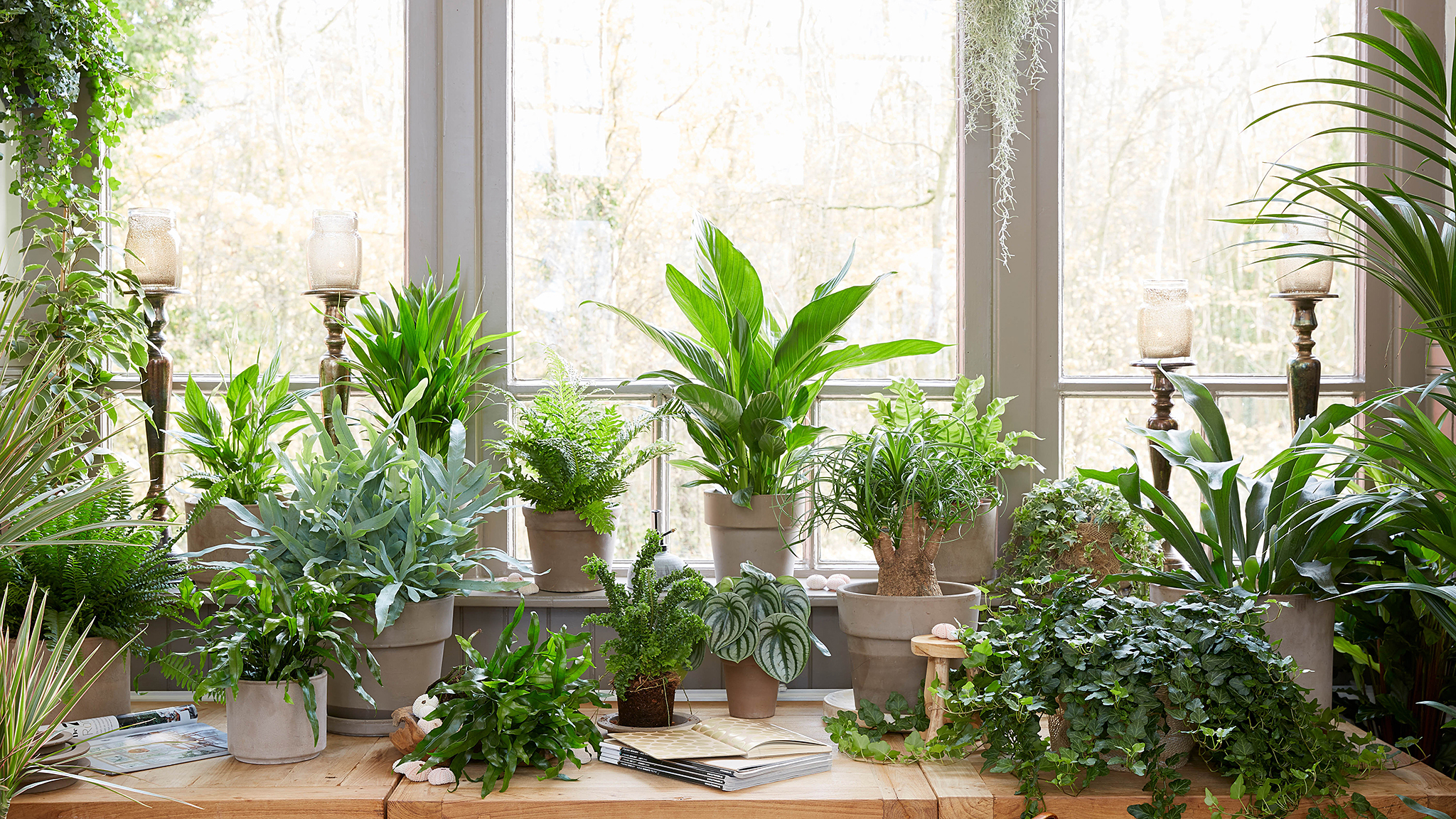 Survival Strategies How To Keep Houseplants Alive Over Winter