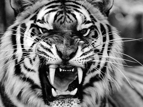 Piccsy angry tiger by A We Heart It