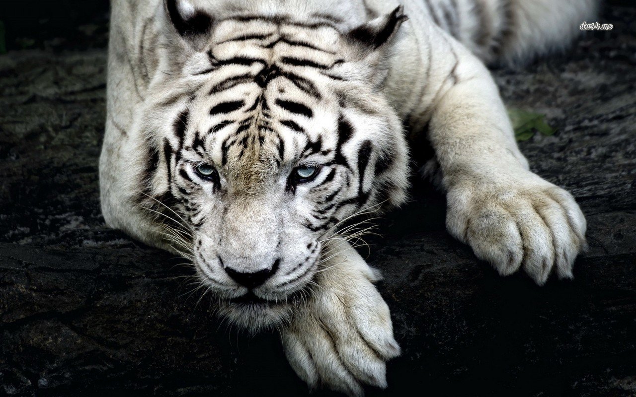 white tiger desktop wallpapers 1280x800