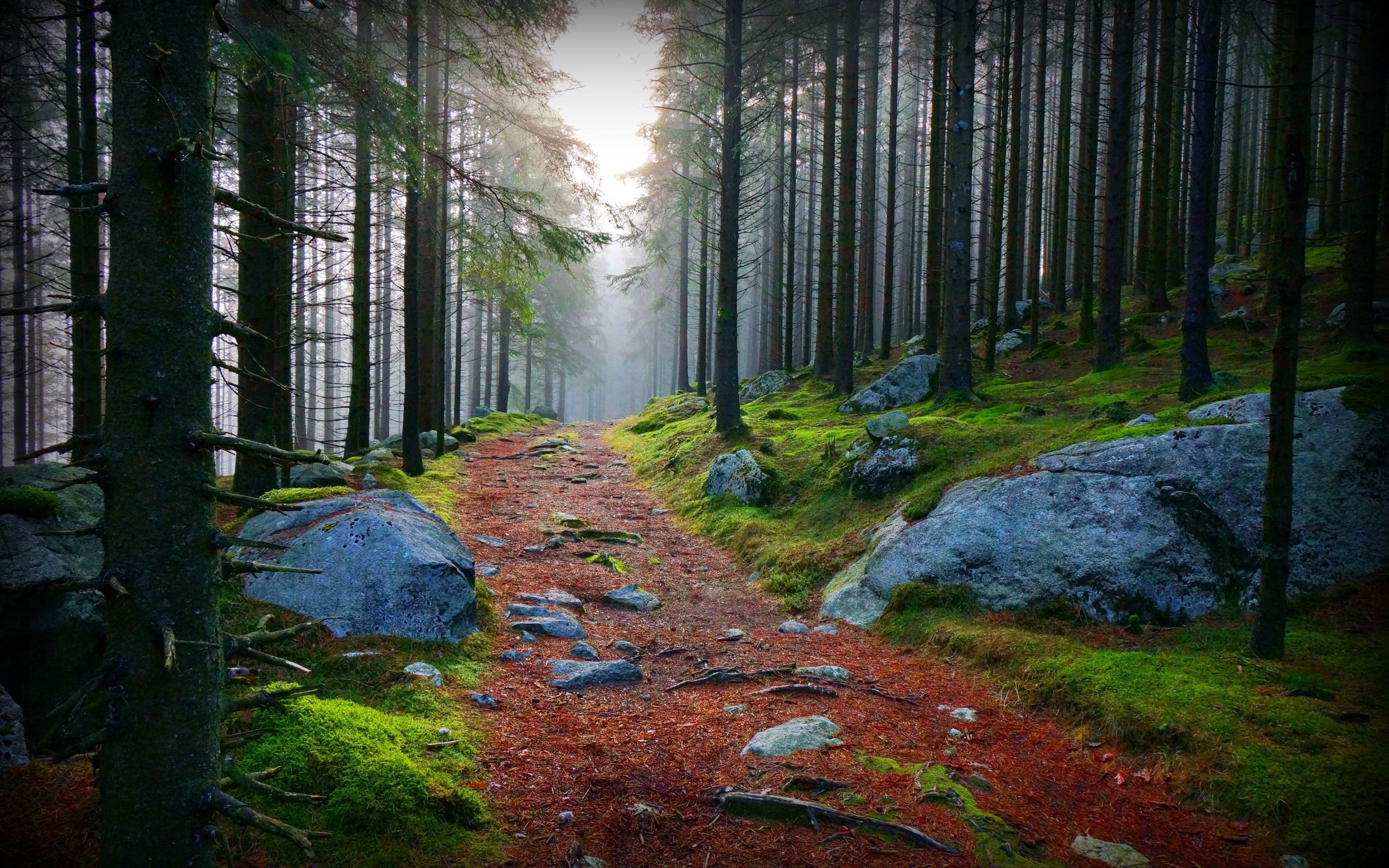 Forest Path Wallpaper And Image Pictures Photos