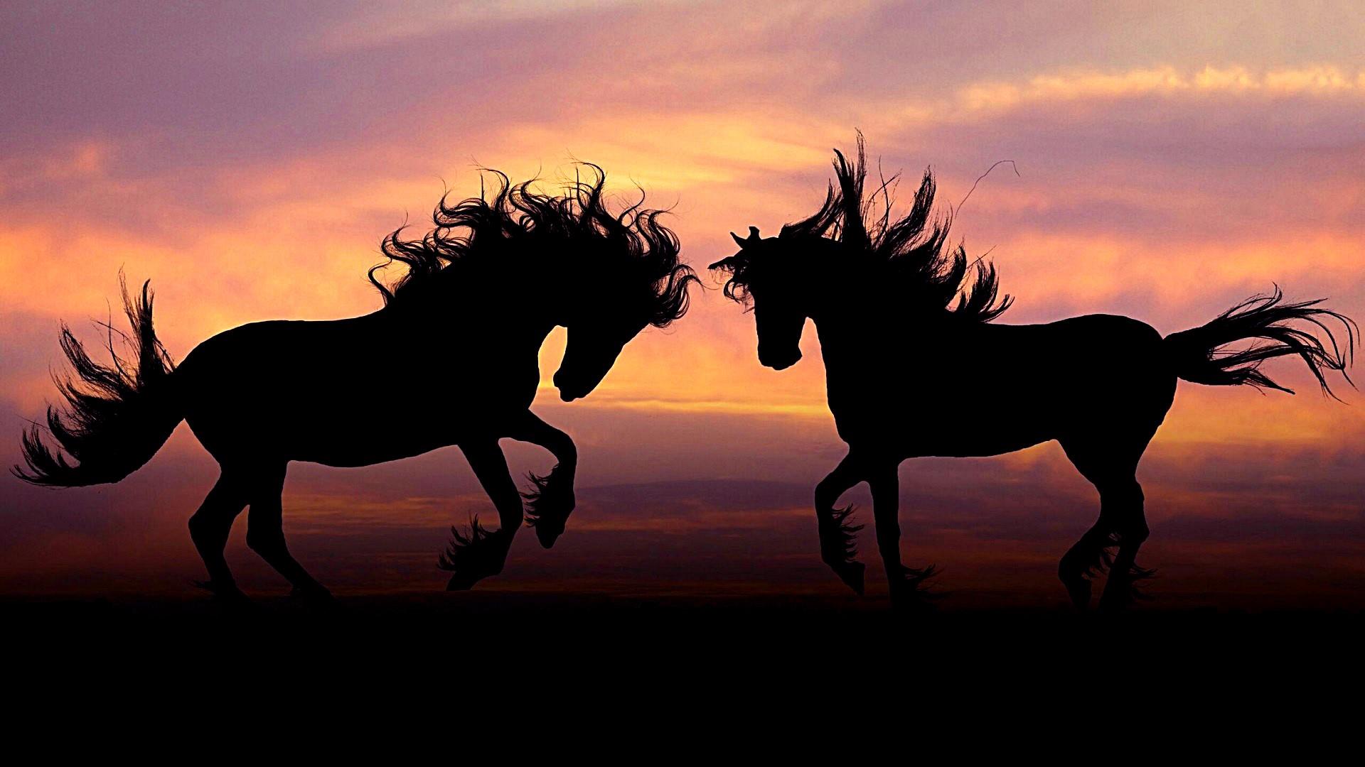 Horse Couple In The Sunset Wallpaper Studio