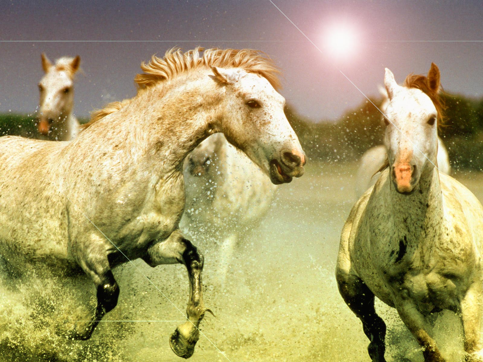 Horse HD Wallpaper High Quality Desktop