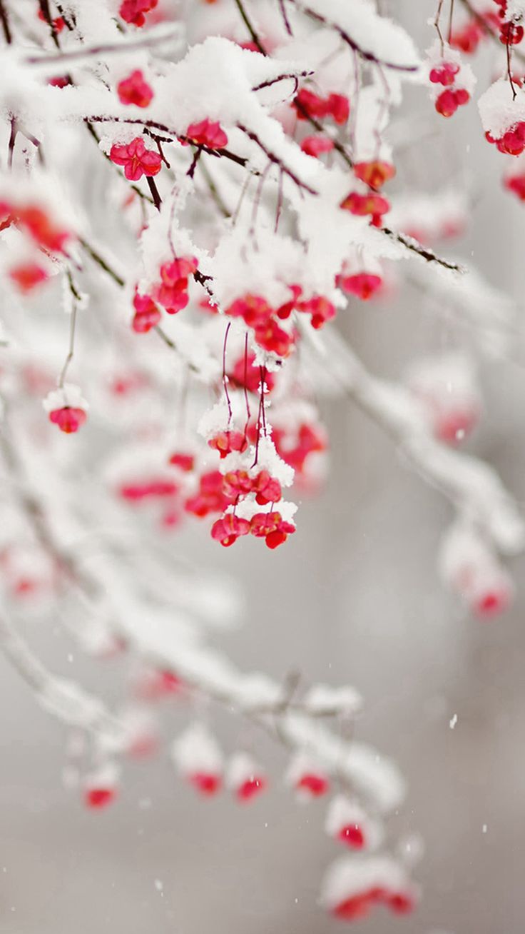 Winter Snowy Pure Icy Fruit Branch iPhone 6 Wallpaper Download