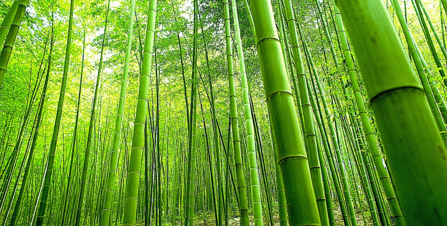 Bamboo Wallpaper HD Desktop For Widescreen