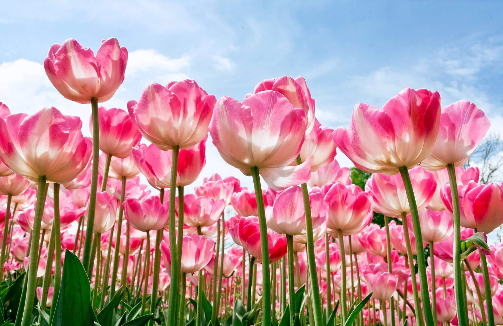 Beautiful Flower Wallpaper For Your Desktop Mobile And Tablet