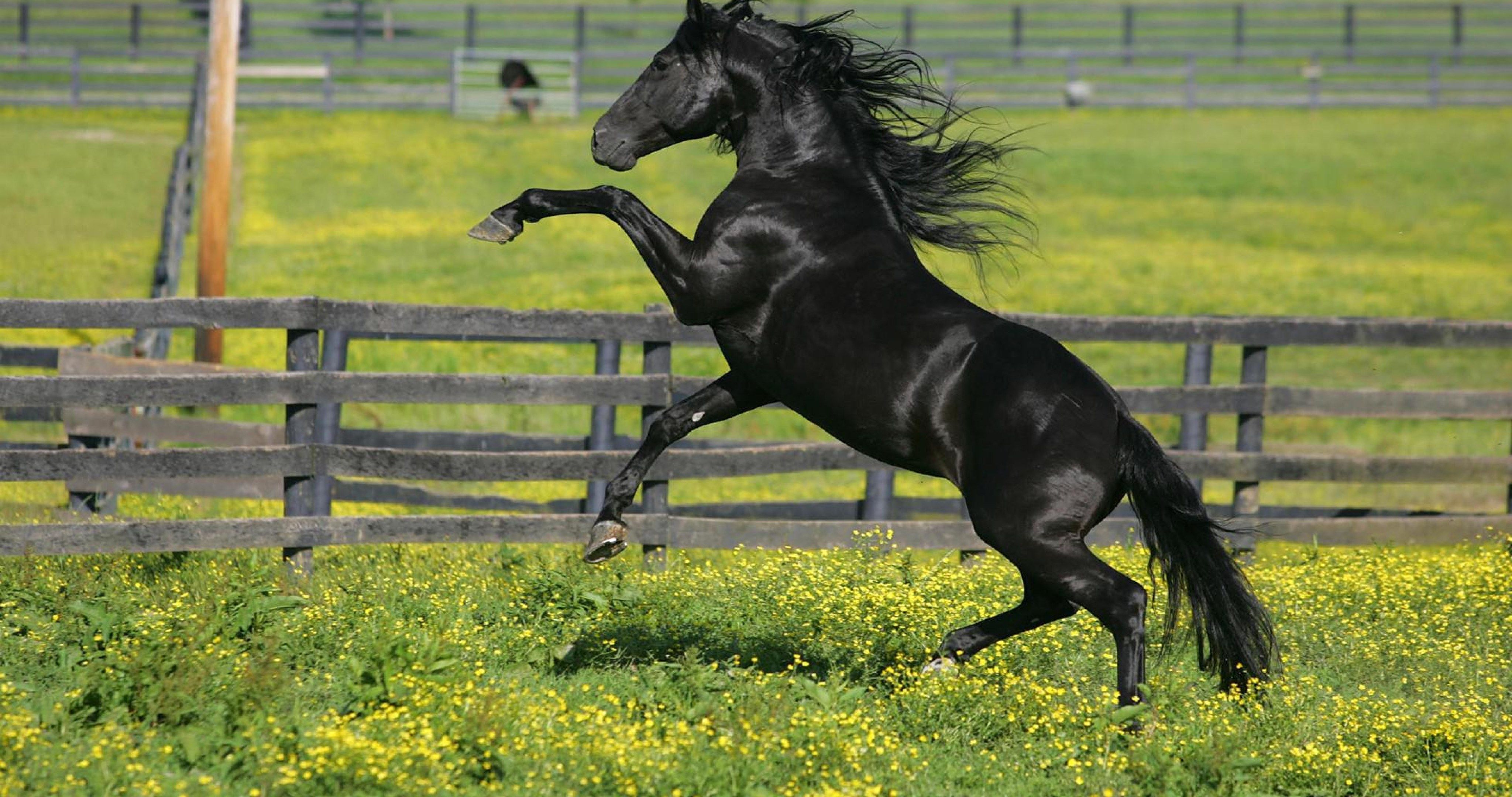 Black Horse Corral 4k Ultra HD Wallpaper Horses Beautiful
