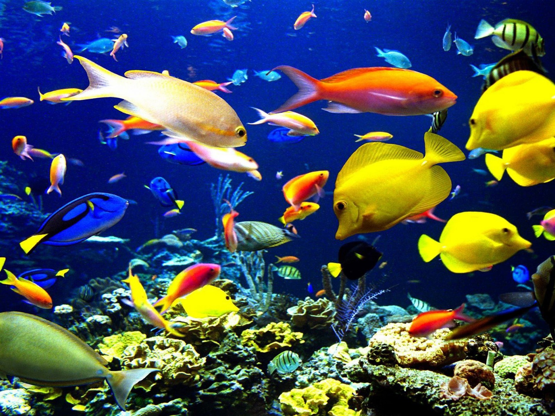 Tropical Fish Underwater World Sea Okean HD Wallpaper For Laptop
