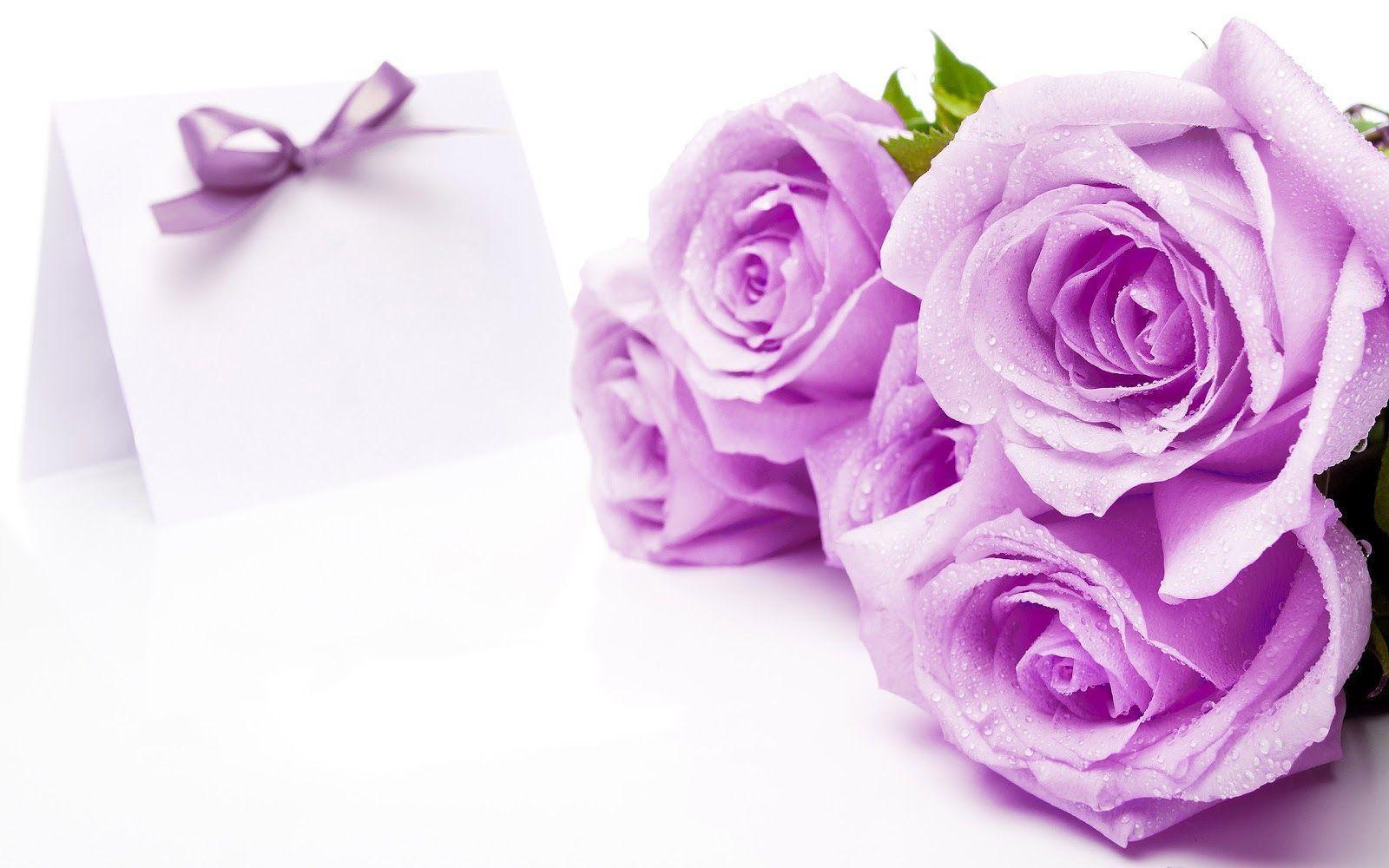 Purple Roses Wallpaper