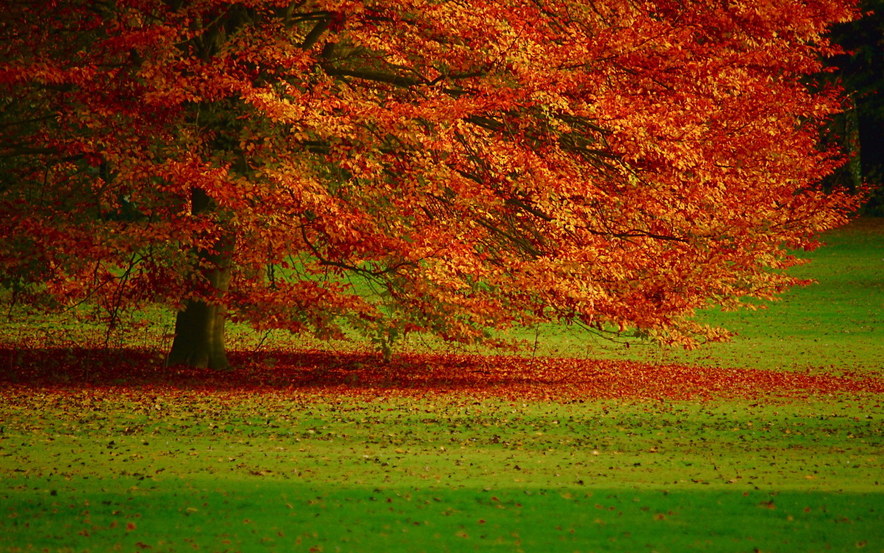 Autumn foliage Desktop wallpapers 1280x800