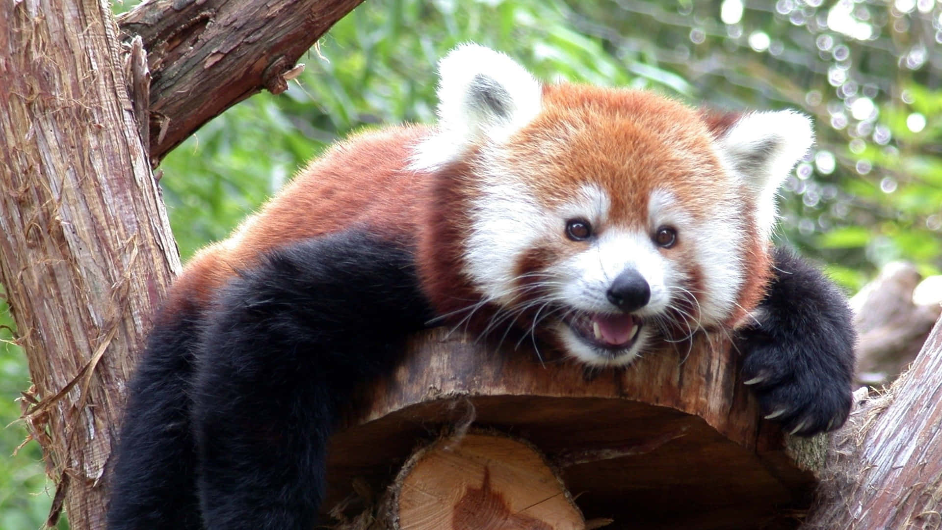 Cute Red Panda Wallpaper