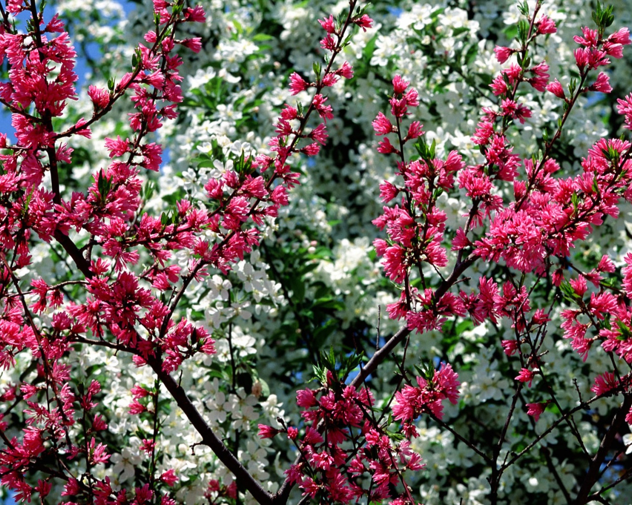 Spring In Flower Desktop Pc And Mac Wallpaper