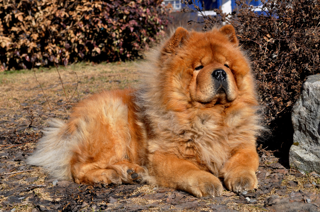 Resting Chow Photo And Wallpaper Beautiful