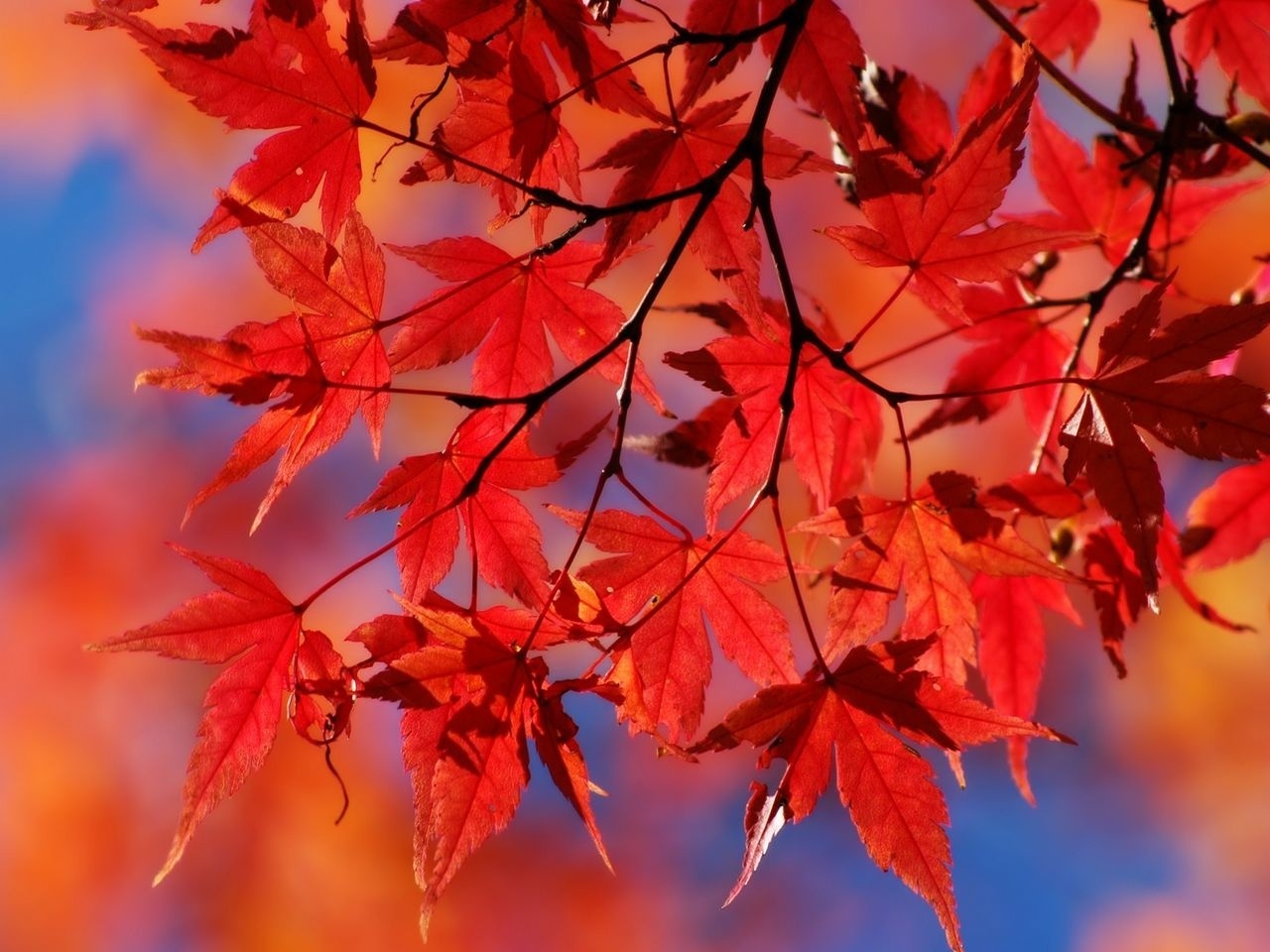 25+] Red Autumn Leaves Wallpapers - WallpaperSafari