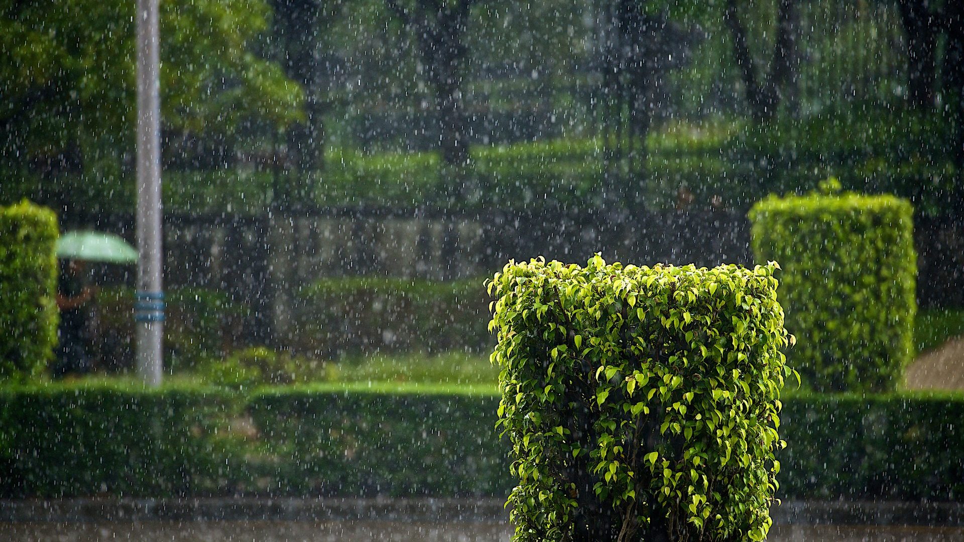 Nature Rain Water Photography Parks Drops Storms