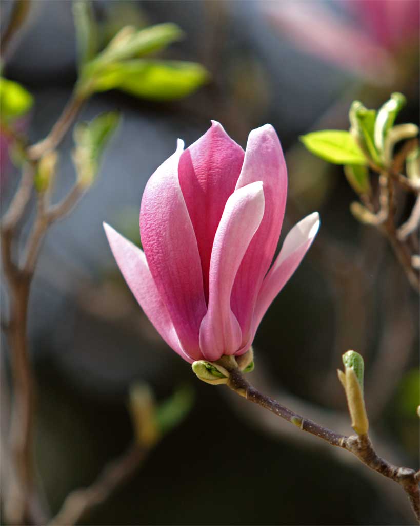 Magnolia Flowers Pictures Trees And