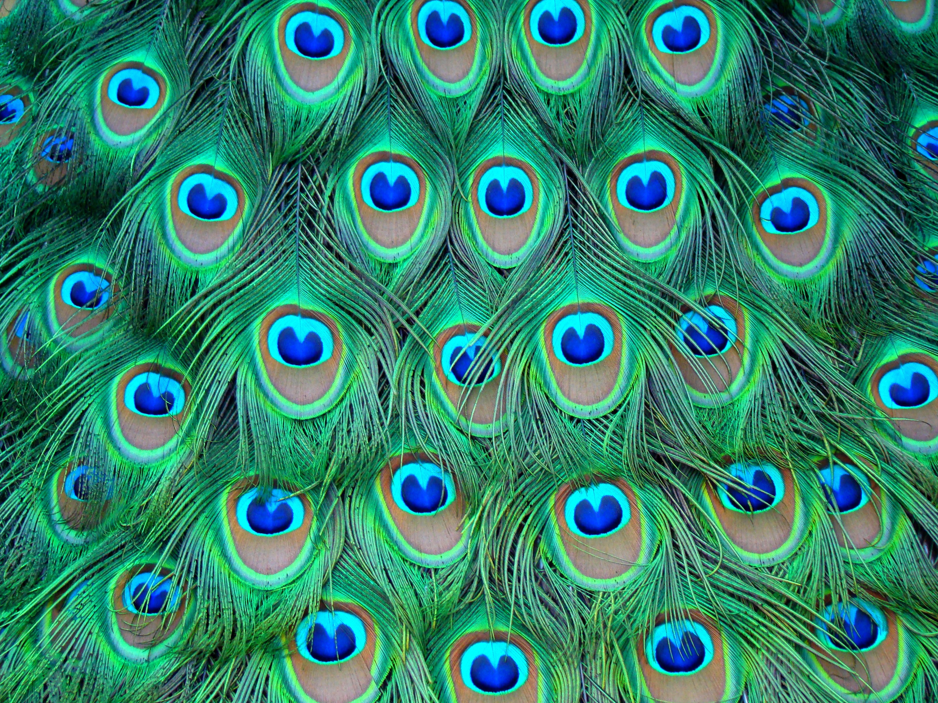Feathers Peacock Color H Wallpaper