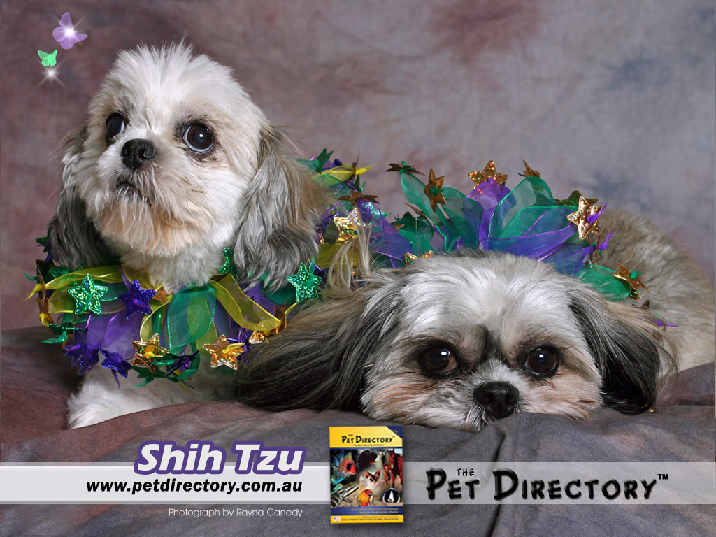 The Pet Directory Australia Worlds Largest Online Dog