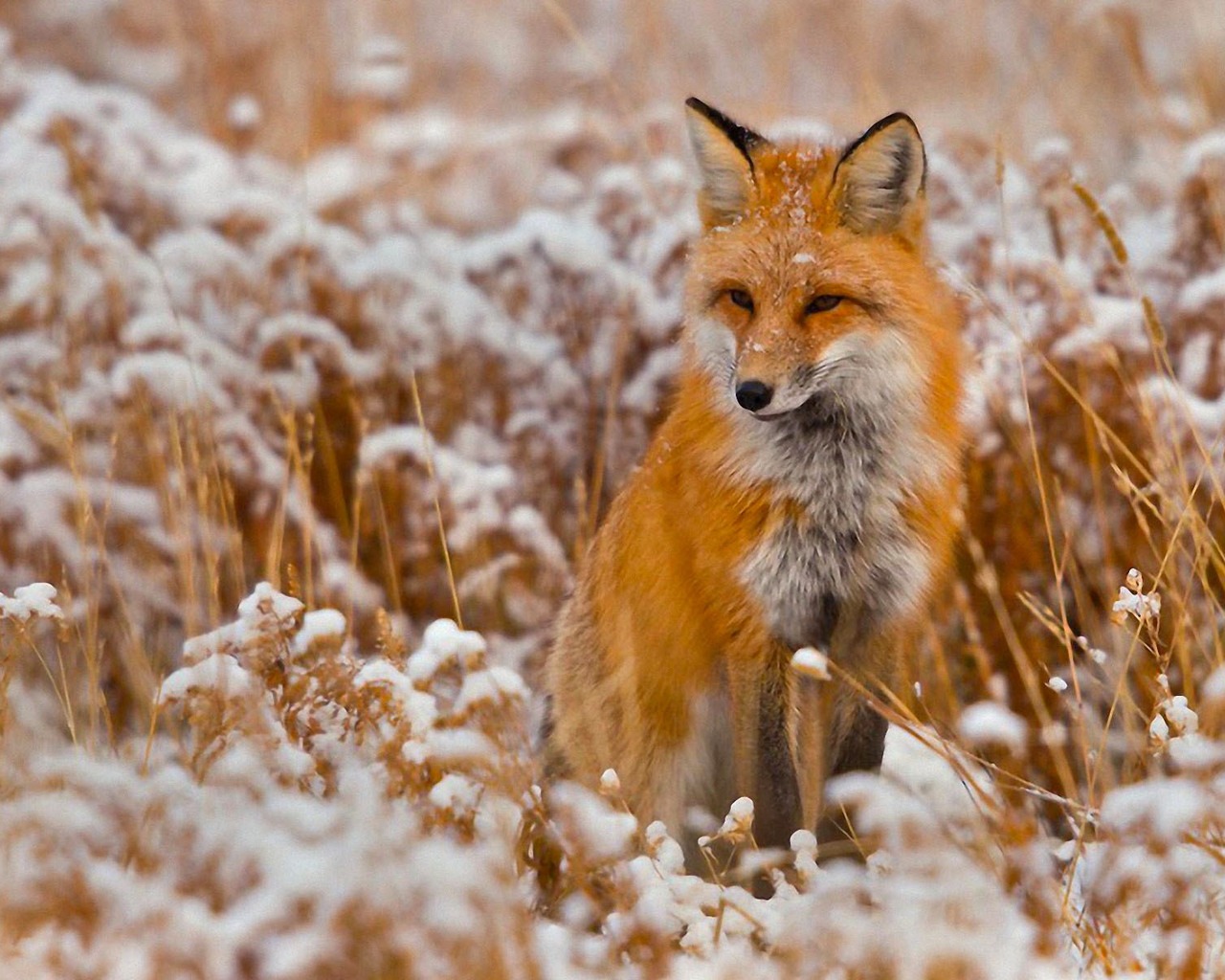 Red Fox HD Wallpaper Background Images