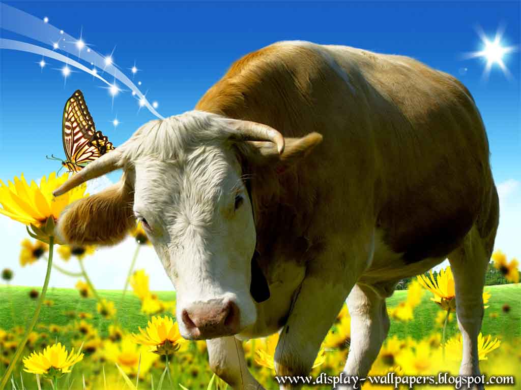 Wallpapers Download Cow Latest Wallpapers 2013 1024x768