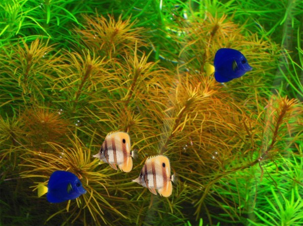 Screensavers Wallpaper Fish Tank Animated Moving Aquarium