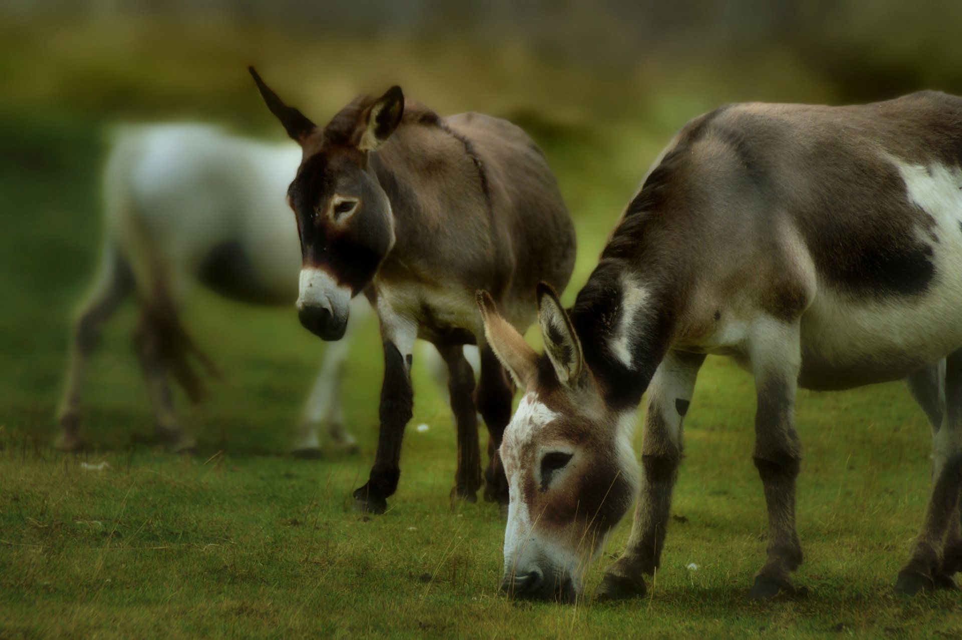 Baby Animal Donkey HD Wallpaper