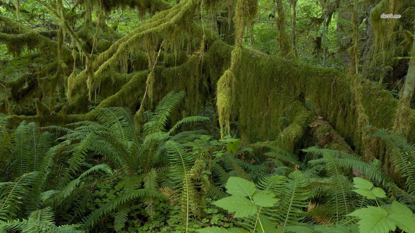 Hall Of Mosses Hoh Rain Forest Wallpaper Nature