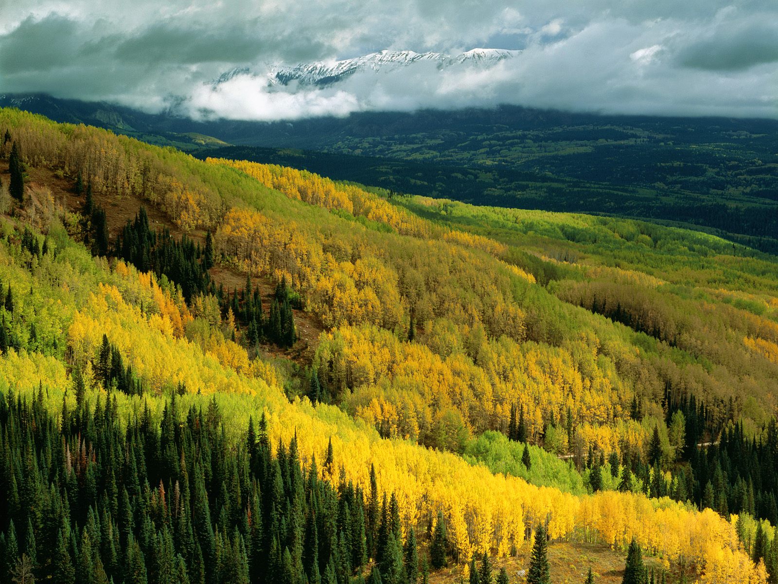 Aspen Forest In Early Fall Ohio Pass Gunnison National Colorado
