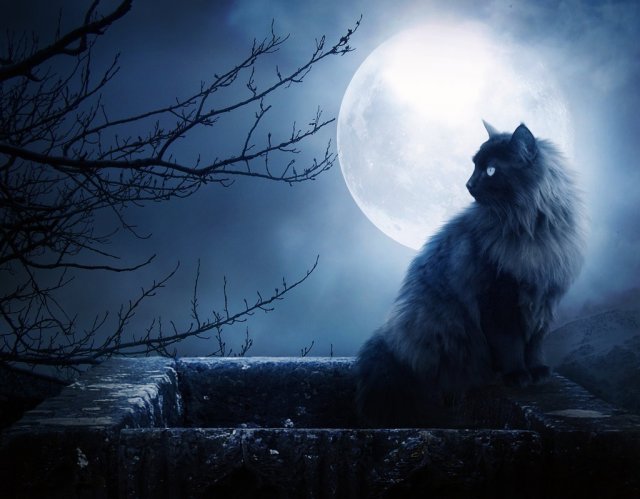 Full Moon Black Cat Wallpaper 640x499