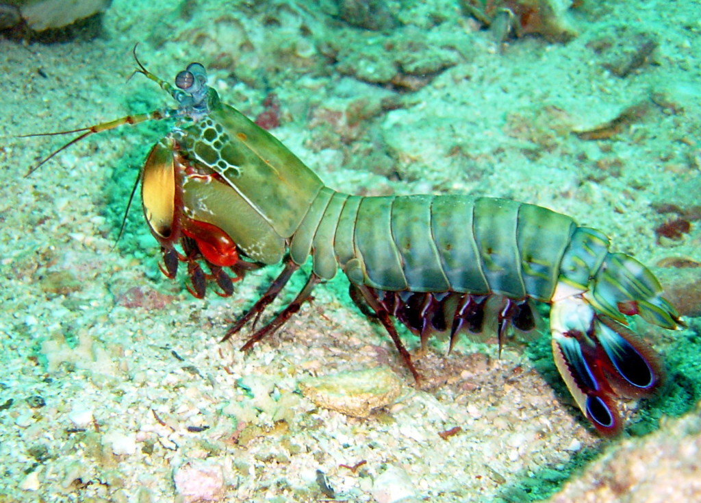 Best Mantis Shrimp Photo HD Wallpaper Peacock