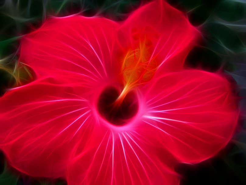 Hawaii Flowers Wallpaper Flower