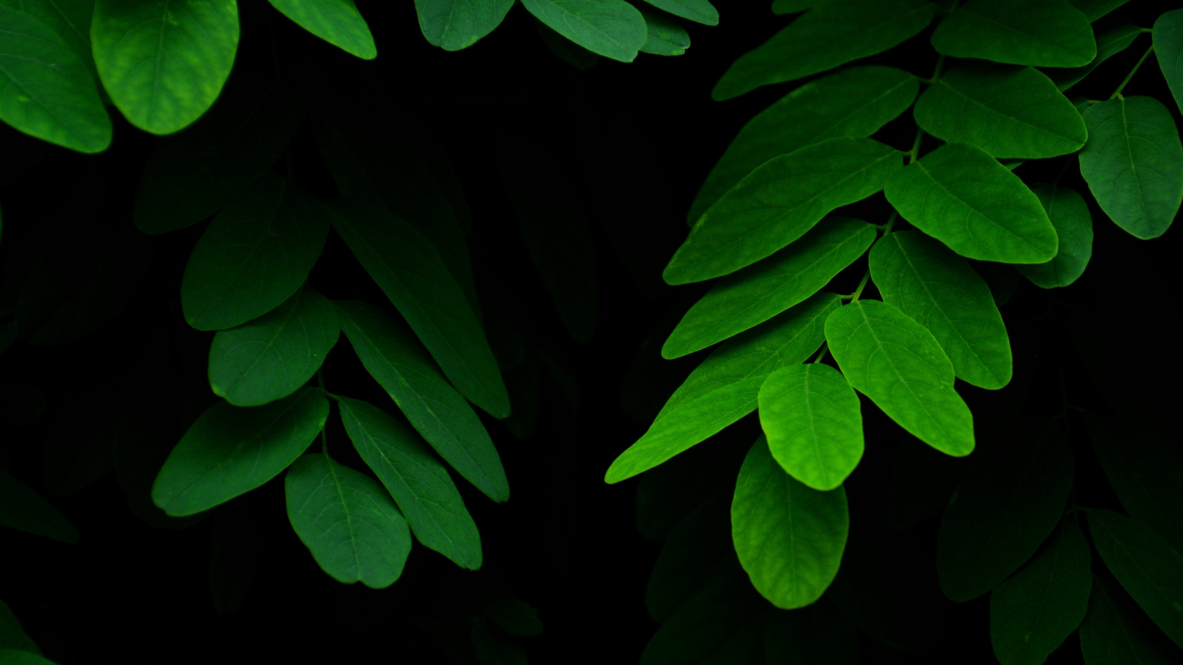 Leaf Wallpaper 4k For Pc