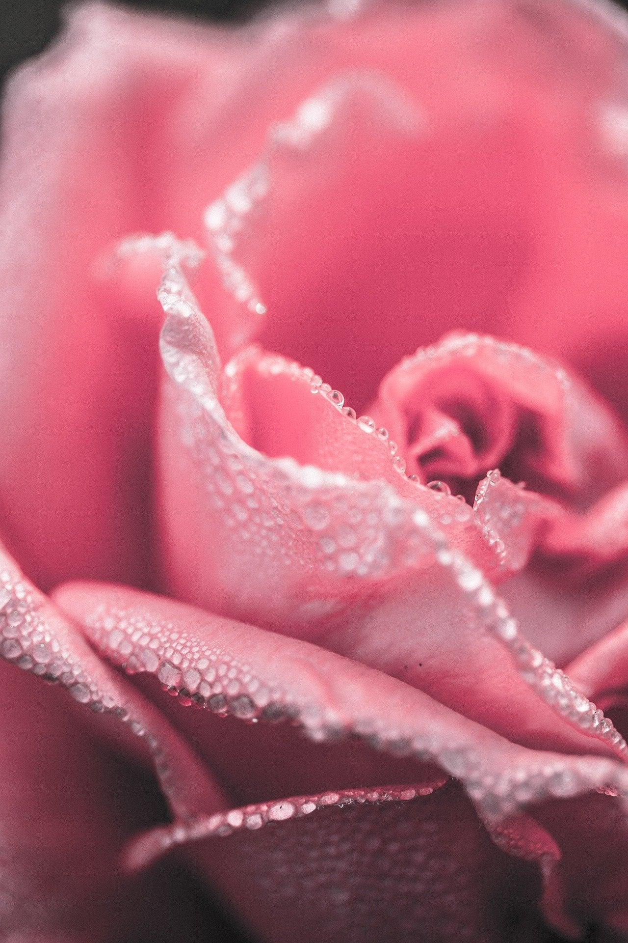 Pink Rose iPhone Wallpaper The Best Ios Ideas That